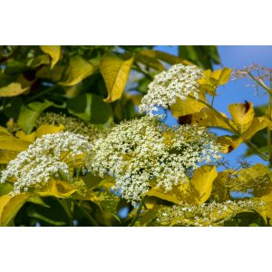 Baza čierna (Sambucus Nigra) ´GOLDEN TOWER´® - výška 20-30 cm, kont. C2L